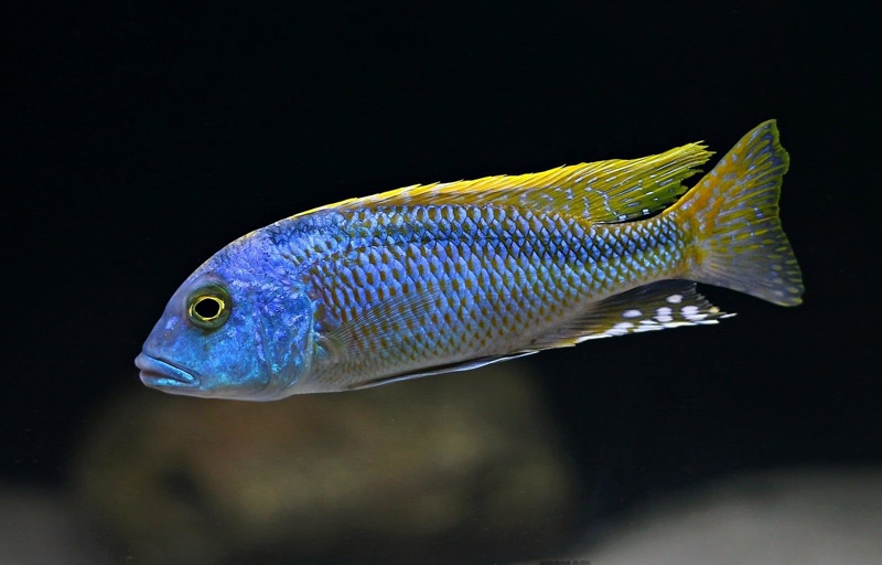 Buccochromis nototaenia
